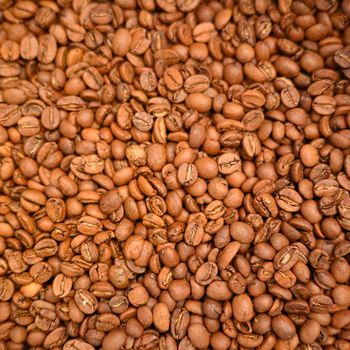 Bourbon Rojo — Doble Fermentación (Ixhuatlán, Veracruz)